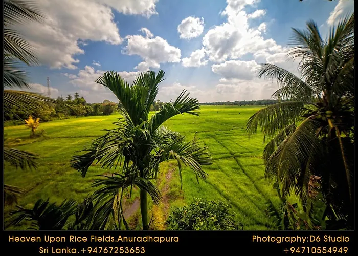 Heaven Upon Rice Fields