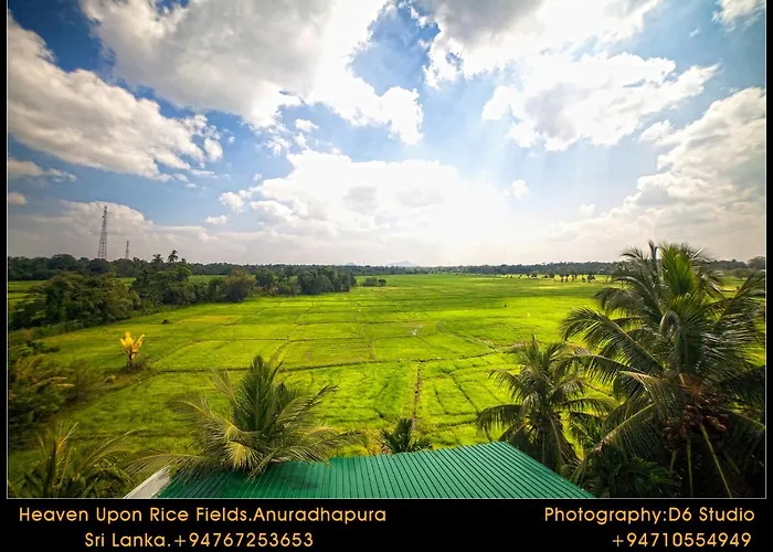 Heaven Upon Rice Fields